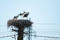 Road Trip - Delta Dunarii 92