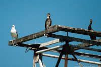 Road Trip - Delta Dunarii 94