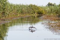 Road Trip - Delta Dunarii 97