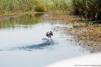 Road Trip - Delta Dunarii 98