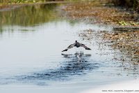 Road Trip - Delta Dunarii 99