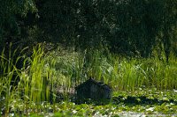 Road Trip - Delta Dunarii 101