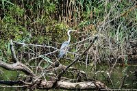 Road Trip - Delta Dunarii 136