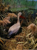 Road Trip - Delta Dunarii 157