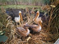 Road Trip - Delta Dunarii 156