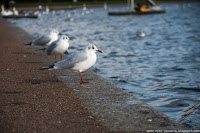 Road Trip - Londra 47