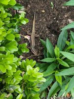 Road Trip - Castelul Corvinilor 40