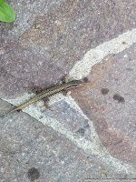 Road Trip - Castelul Corvinilor 41