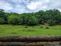 Road Trip - Castelul Corvinilor 68