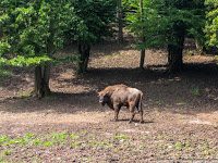 Road Trip - Castelul Corvinilor 69