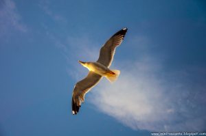 Road Trip - Thassos 5