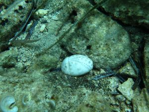 2016.06_Thassos_113_resize