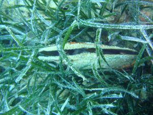 2016.06_Thassos_119_resize